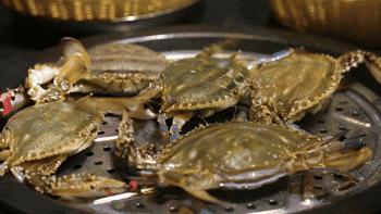 螃蟹知识,螃蟹科普小知识