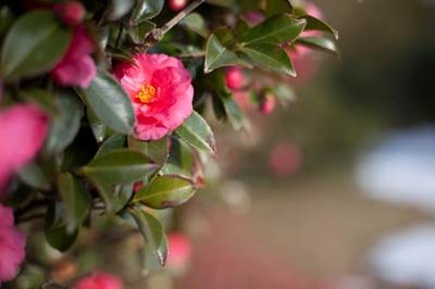 aps-c有必要升级全画幅吗,aps-c和全画幅差距大吗