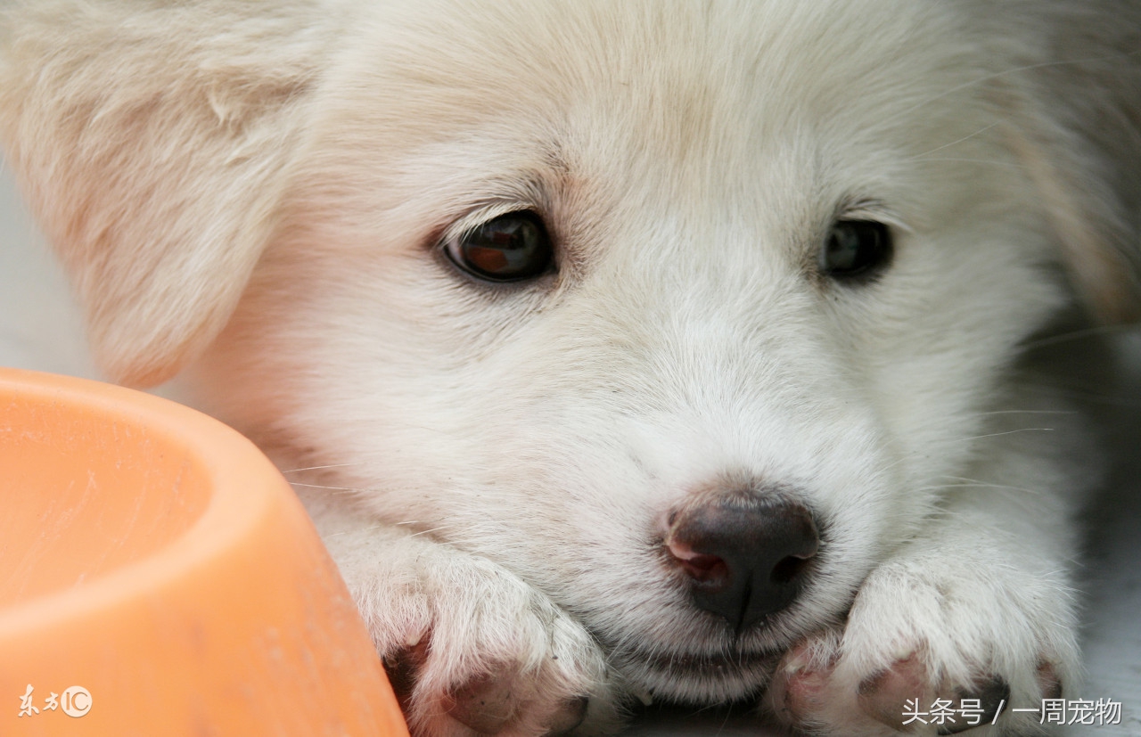 狗狗产后一个月怎么喂养,狗狗产前和产后的准备