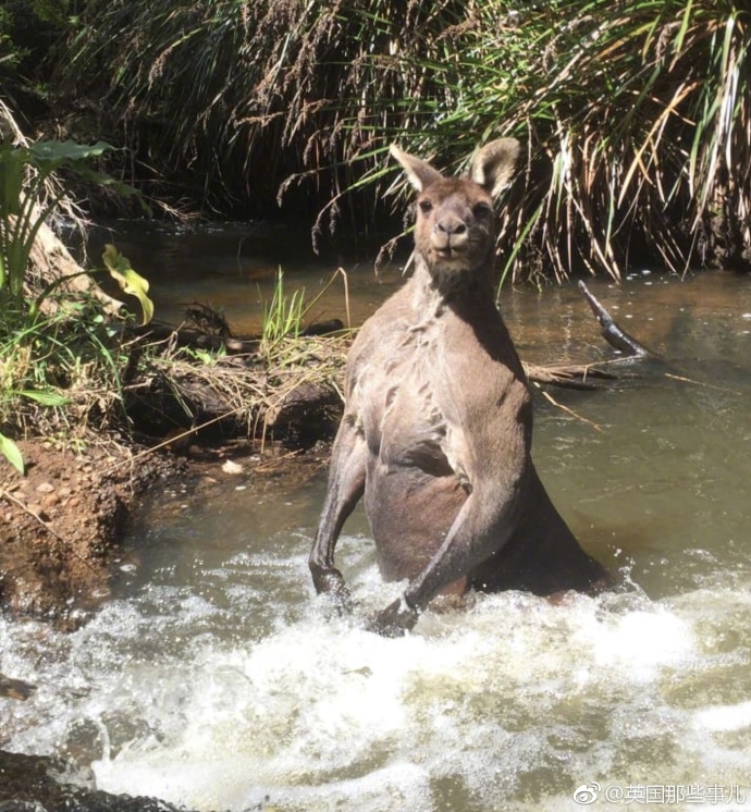 野外溪边遇见袋鼠！选择正面刚！还是马上溜？