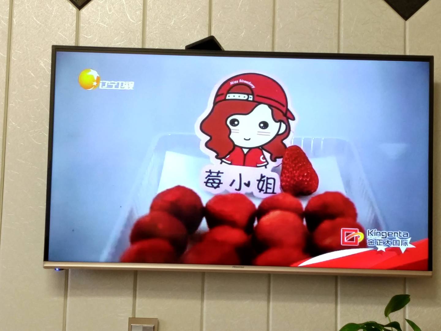 正宗丹东东港草莓,揭秘丹东草莓为何人人皆知