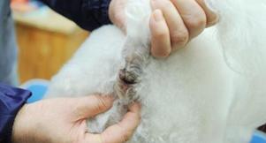 猫狗异味太重,猫狗也会脚臭吗