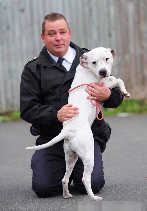 流浪狗被箭射穿后续救助人,流浪狗被箭射伤后续