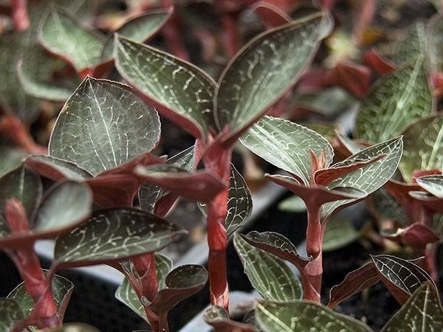 金线莲的养殖方法和注意事项,金线莲栽培时的生态环境条件