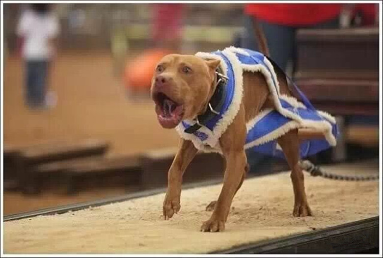 比特犬长大有多恐怖,真实的比特犬有多可怕