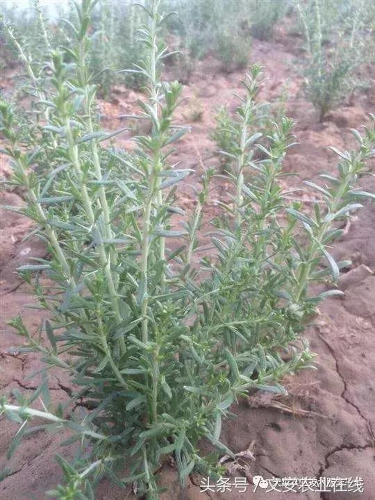 黑枸杞效果如何,种植黑枸杞利润怎样