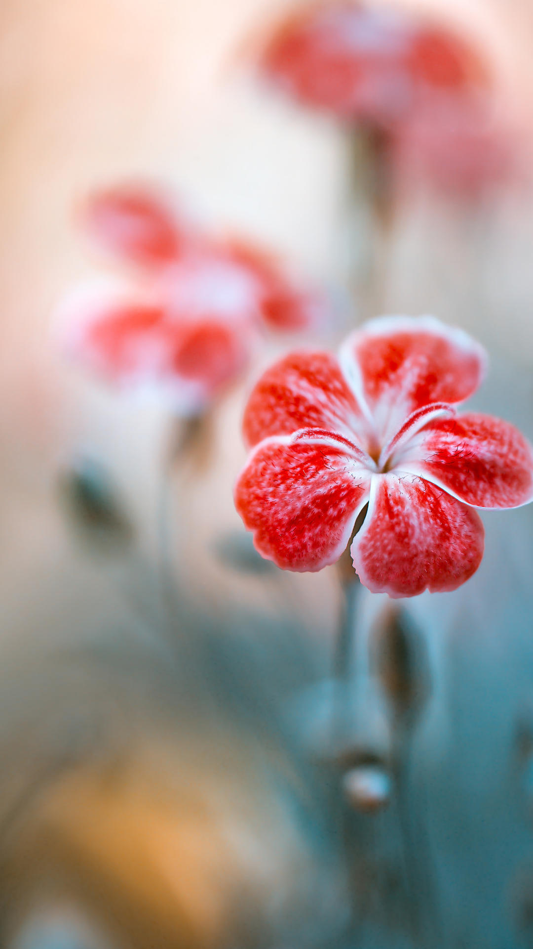 锁屏和桌面壁纸一套唯美,4k佛系唯美意境黑色锁屏壁纸