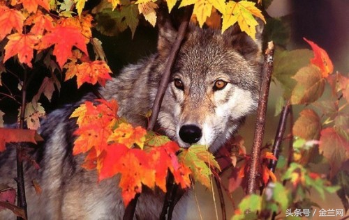 漫谈兰州十里店“狼沟”