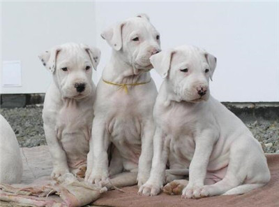 训练杜高犬教学视频全集,怎样训练杜高犬不咬人