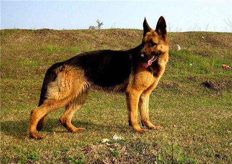 德国牧羊犬锤系和赛系的区别,德国牧羊犬幼犬挑选视频