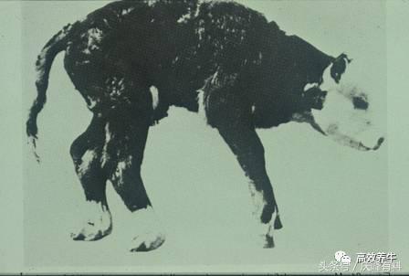 牛微量元素过量有什么症状,每日微量元素补充