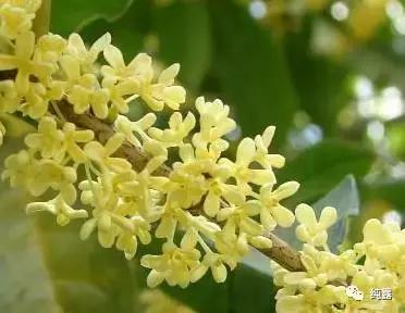 给大家分享自用的纯露,真正的三草纯露