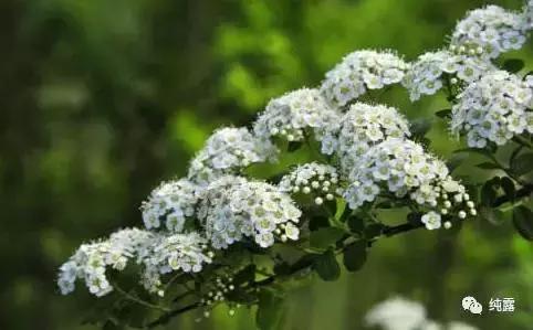 给大家分享自用的纯露,真正的三草纯露