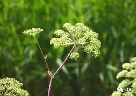给大家分享自用的纯露,真正的三草纯露