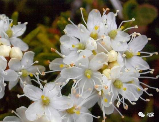 给大家分享自用的纯露,真正的三草纯露