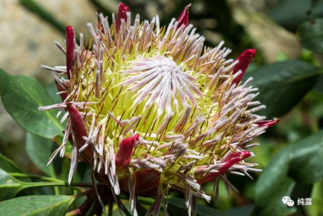 给大家分享自用的纯露,真正的三草纯露