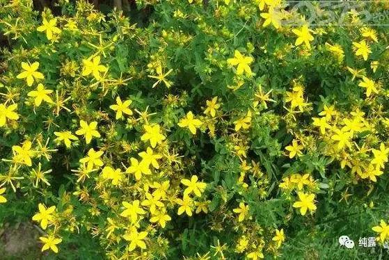 给大家分享自用的纯露,真正的三草纯露