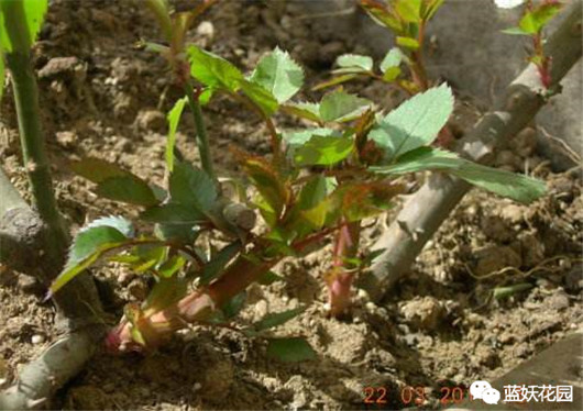 月季扦插苗和嫁接苗哪种好,买月季花是扦插苗好还是老桩好