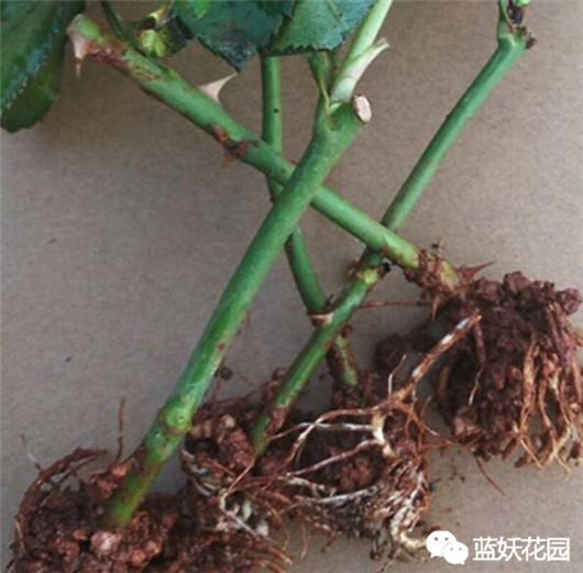 月季扦插苗和嫁接苗哪种好,买月季花是扦插苗好还是老桩好