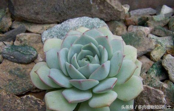 多肉杂交的培育方法,怎样培育多肉杂交苗