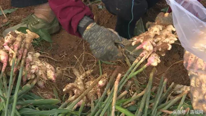 龙岩连城姑田：生姜喜获丰收特色种植助农户增收