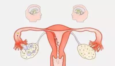 性激素六项为什么要在月经期查,为什么查性激素六项和卵巢功能