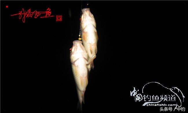 夜钓继续过小瘾,回家煲煲爱心粥