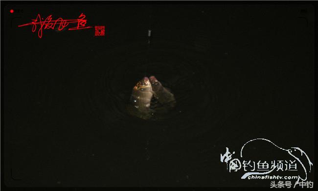 夜钓继续过小瘾,回家煲煲爱心粥