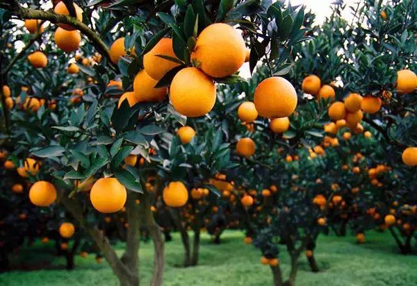 深圳高铁旅游路线分布图,深圳高铁能到达的旅游城市