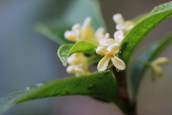 桂花佛顶珠和金桂哪个品种好,家庭养花桂花知识大全