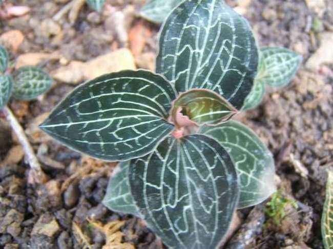 金线莲的养殖方法和注意事项,金线莲栽培时的生态环境条件