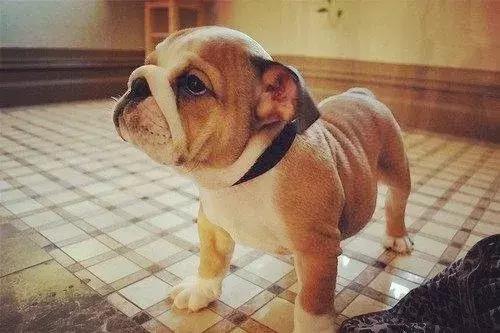 怎样训练斗牛犬上厕所,怎样训练斗牛犬去厕所拉屎