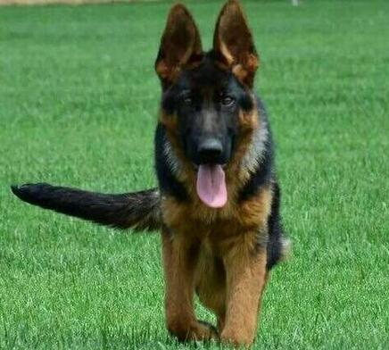 三个月德国牧羊犬幼犬喂养方法,饲养德国牧羊犬的视频