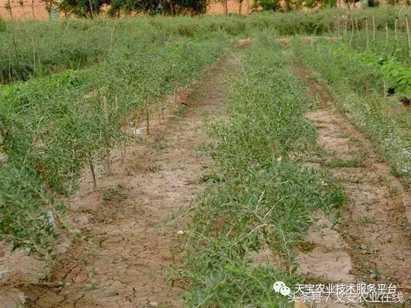 黑枸杞效果如何,种植黑枸杞利润怎样