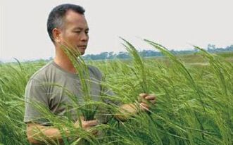 国人又长脸了，海水里种出高产稻，外国人都羡慕不已？