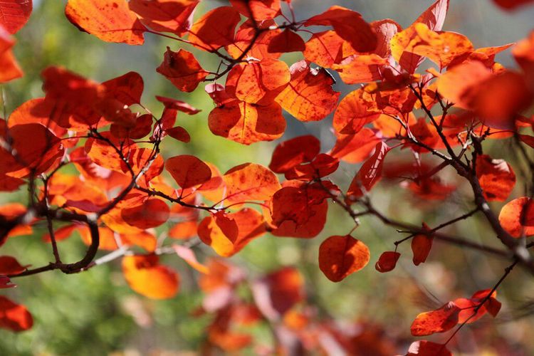 秋韵流过的晋城红