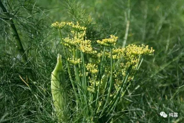 给大家分享自用的纯露,真正的三草纯露