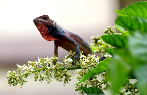 被雷公蛇咬了会死吗,公鸡脚被蛇咬的口子