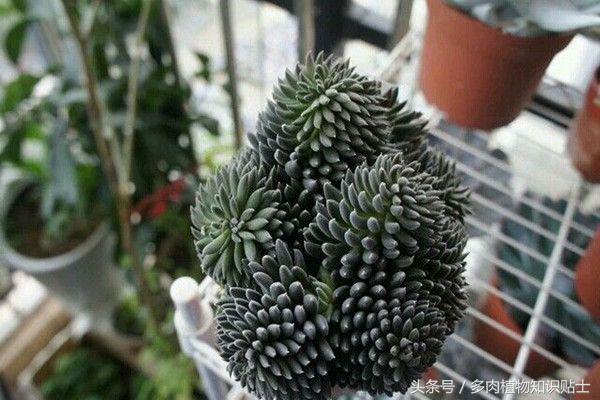 多肉植物不红了怎么回事,多肉植物不知道怎么养看这里