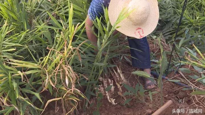 龙岩连城姑田：生姜喜获丰收特色种植助农户增收