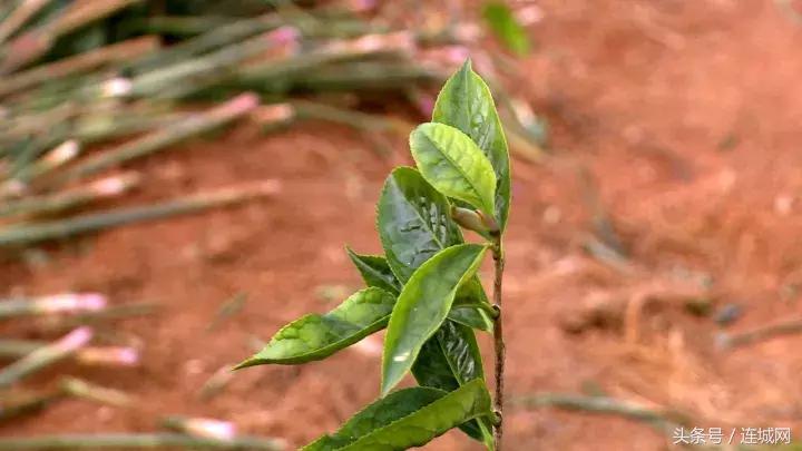 龙岩连城姑田：生姜喜获丰收特色种植助农户增收