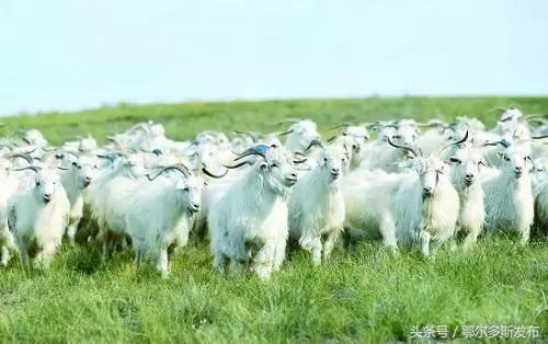 辽宁绒山羊和阿尔巴斯绒山羊,2019阿尔巴斯绒山羊视频