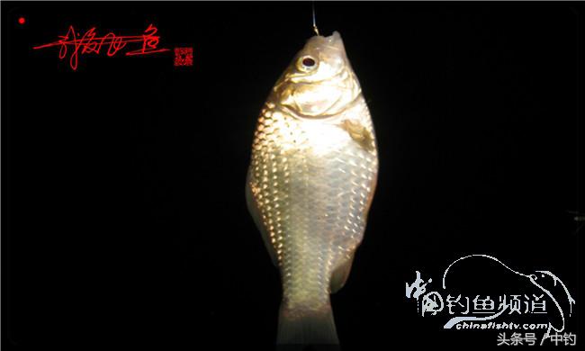 夜钓继续过小瘾,回家煲煲爱心粥