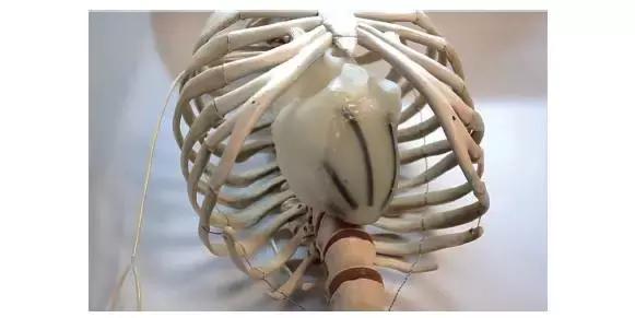 软体机器人的前沿与展望,软体机器人设计与理论的就业前景