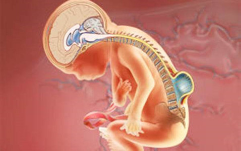 警惕！预防宝宝患上脊柱裂