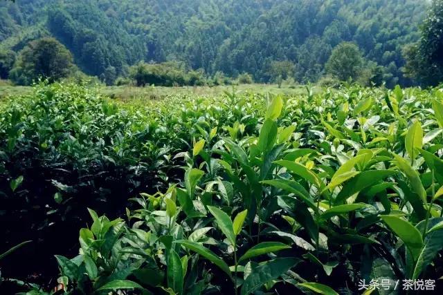 何其幸运！邂逅了这一杯名震东南亚的“圣茶”——老六安篮茶