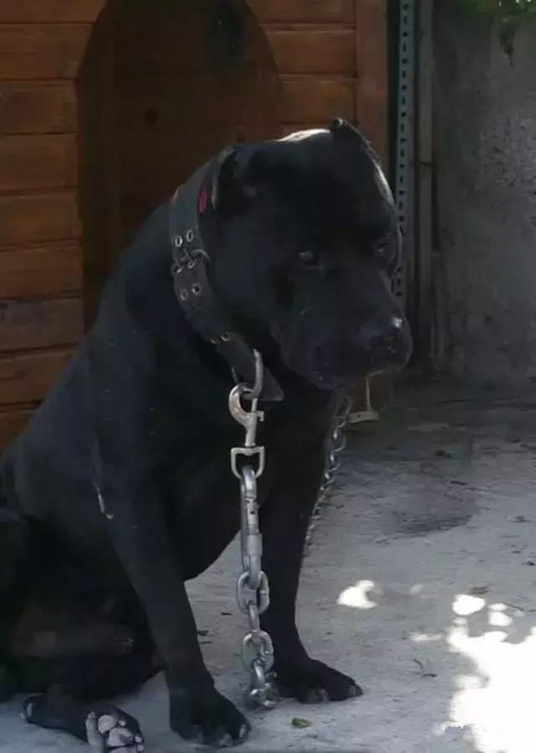 比特犬长大有多恐怖,真实的比特犬有多可怕