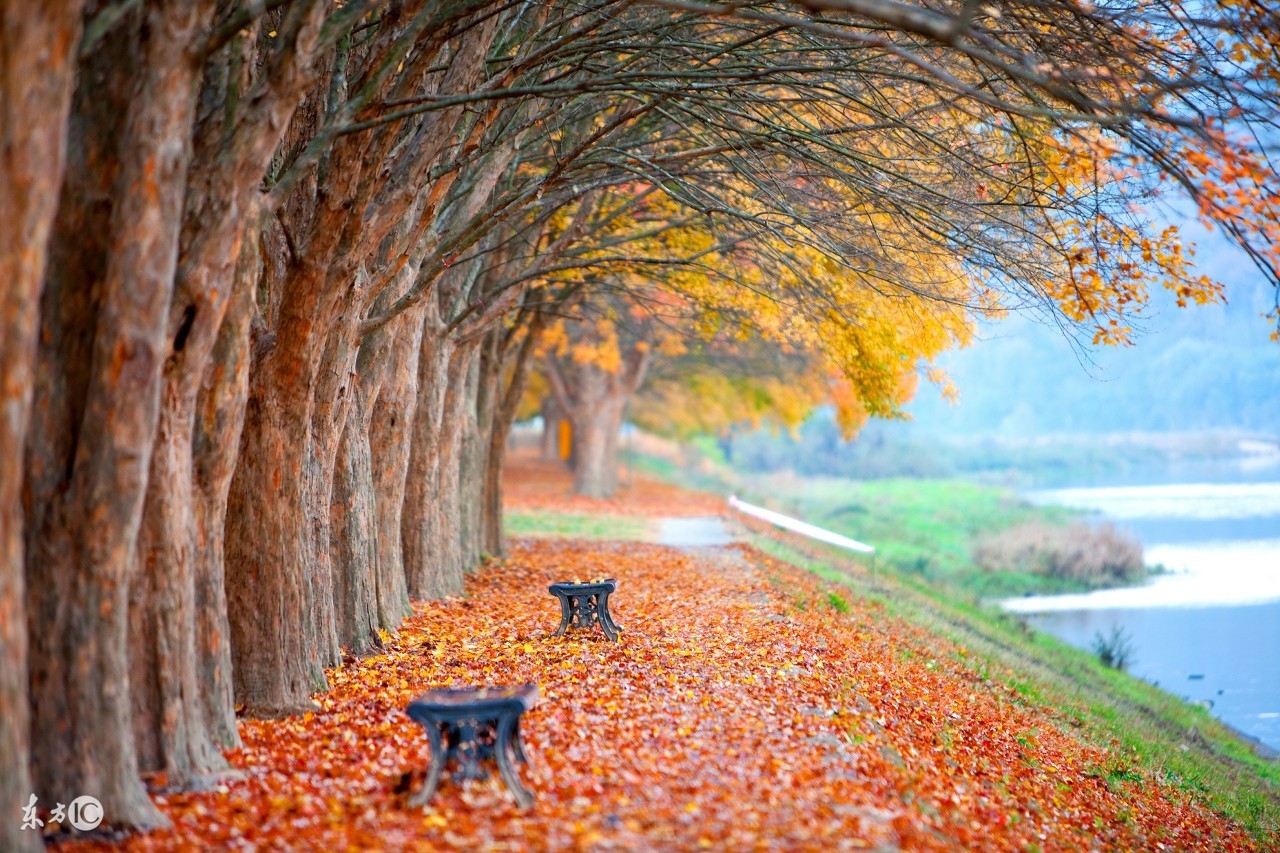 秋季莲子8种养生药膳方,秋季中医养生及药膳食疗