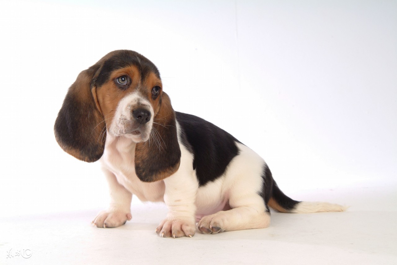 老婆的几次流产竟是家里的它惹的祸知道知道真相后后悔死了