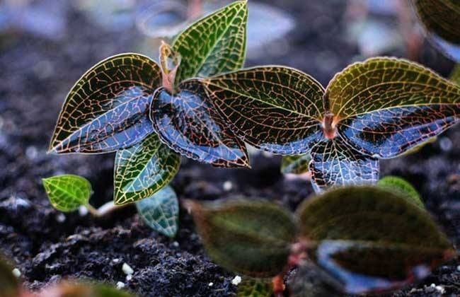 金线莲的养殖方法和注意事项,金线莲栽培时的生态环境条件